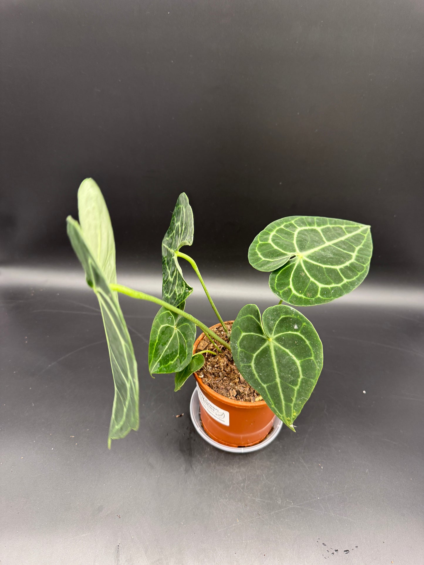 Anthurium clarinervium