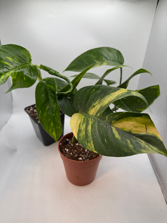 Epipremnum pinatum kujang yellow Flame