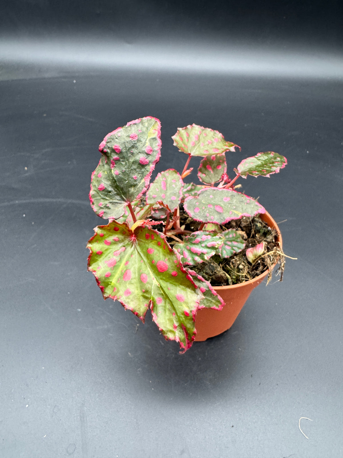 Begonia pink Lady