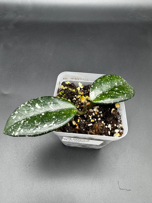 Hoya wilbur graves