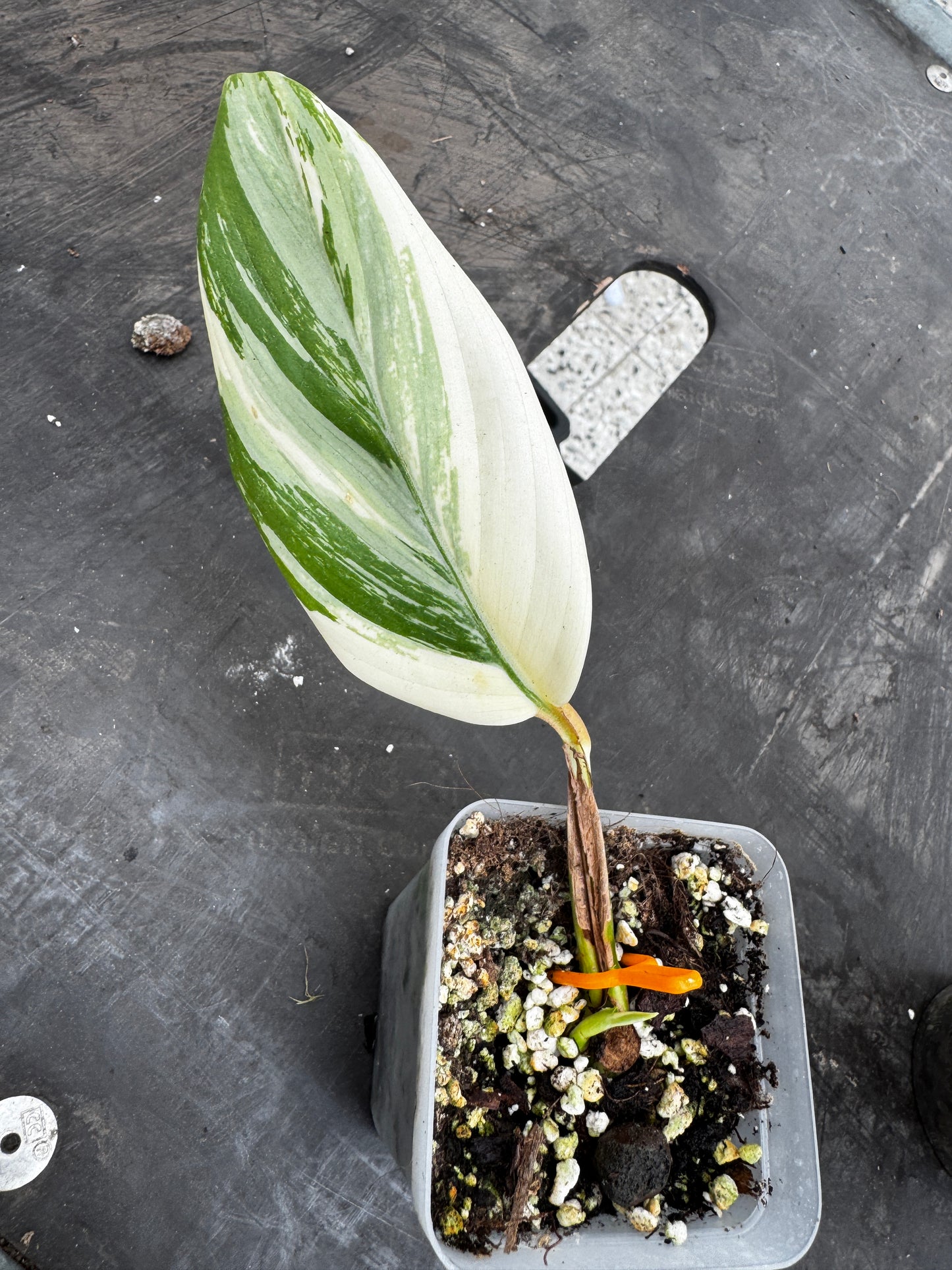 Scindapsus Rupestris variegata