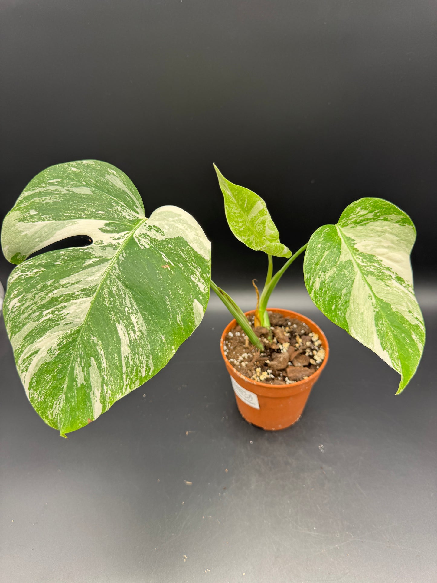 Monstera deliciosa variegata