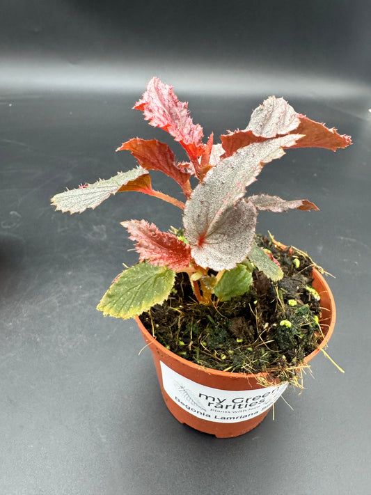 Begonia Lamriana Silver