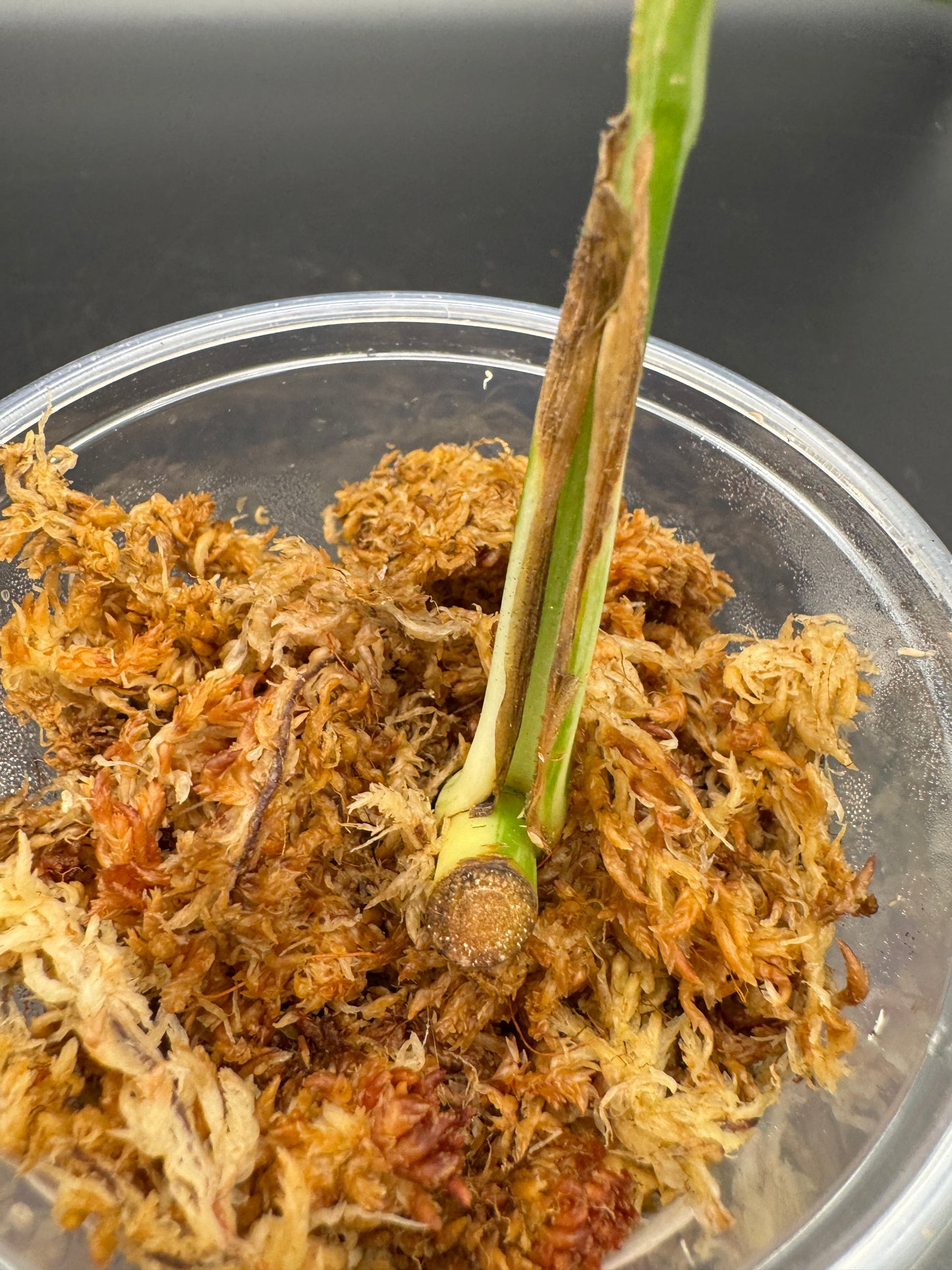 Scindapsus rupestris aurea