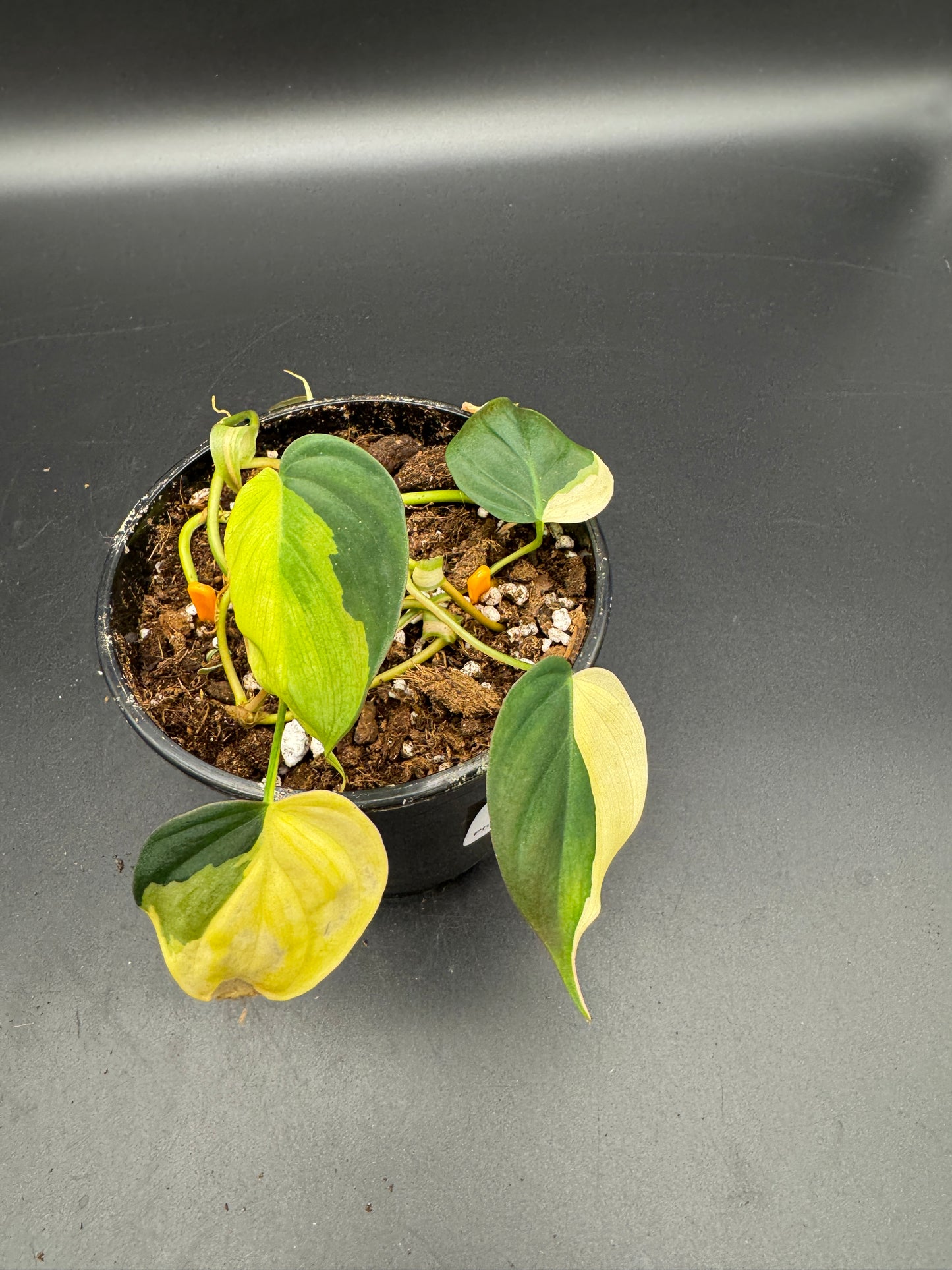 Philodendron micans variegata