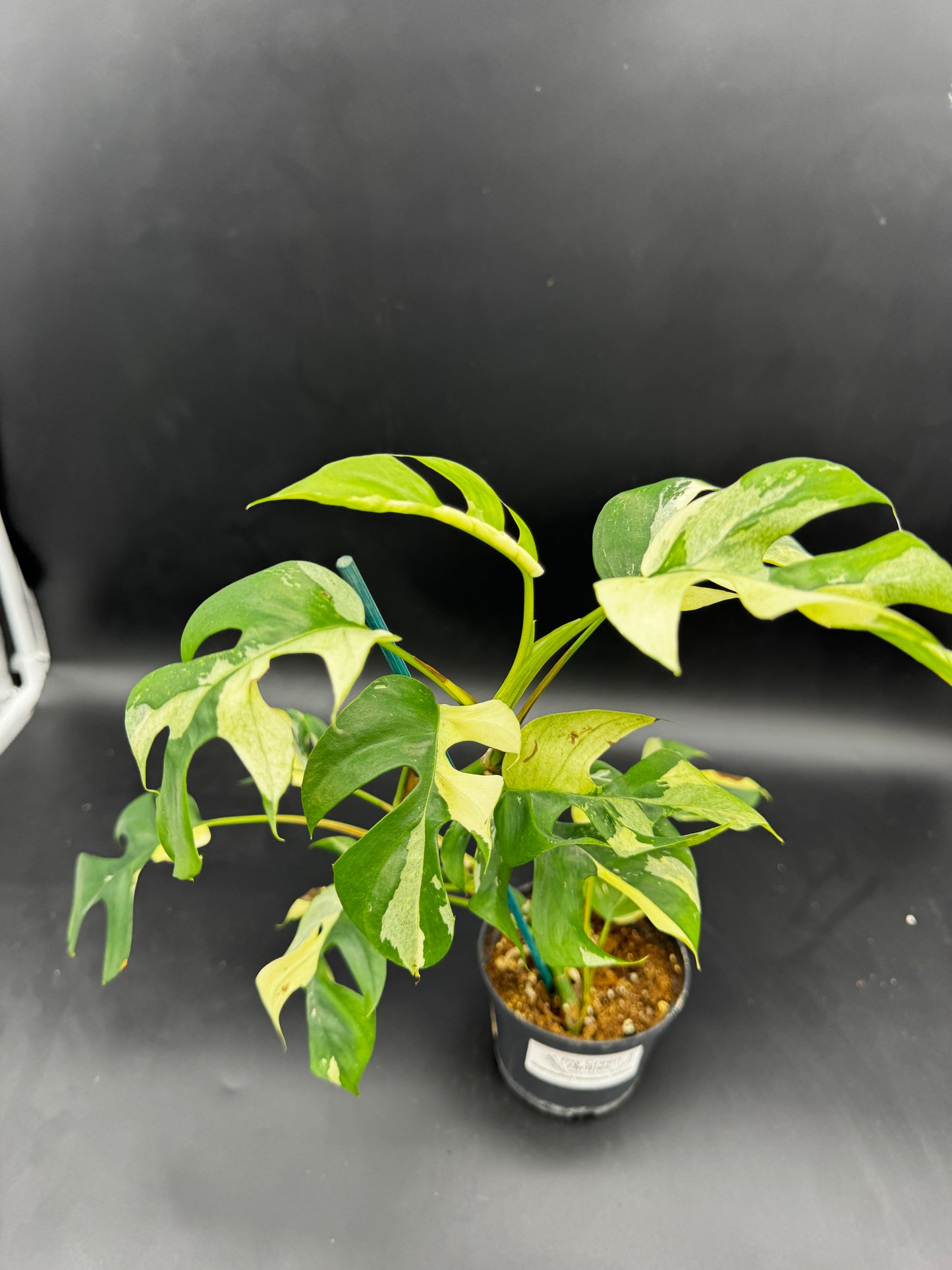 Rhaphidophora tetrasperma variegata