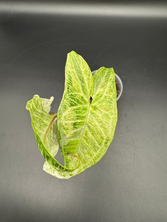 Syngonium batik variegata