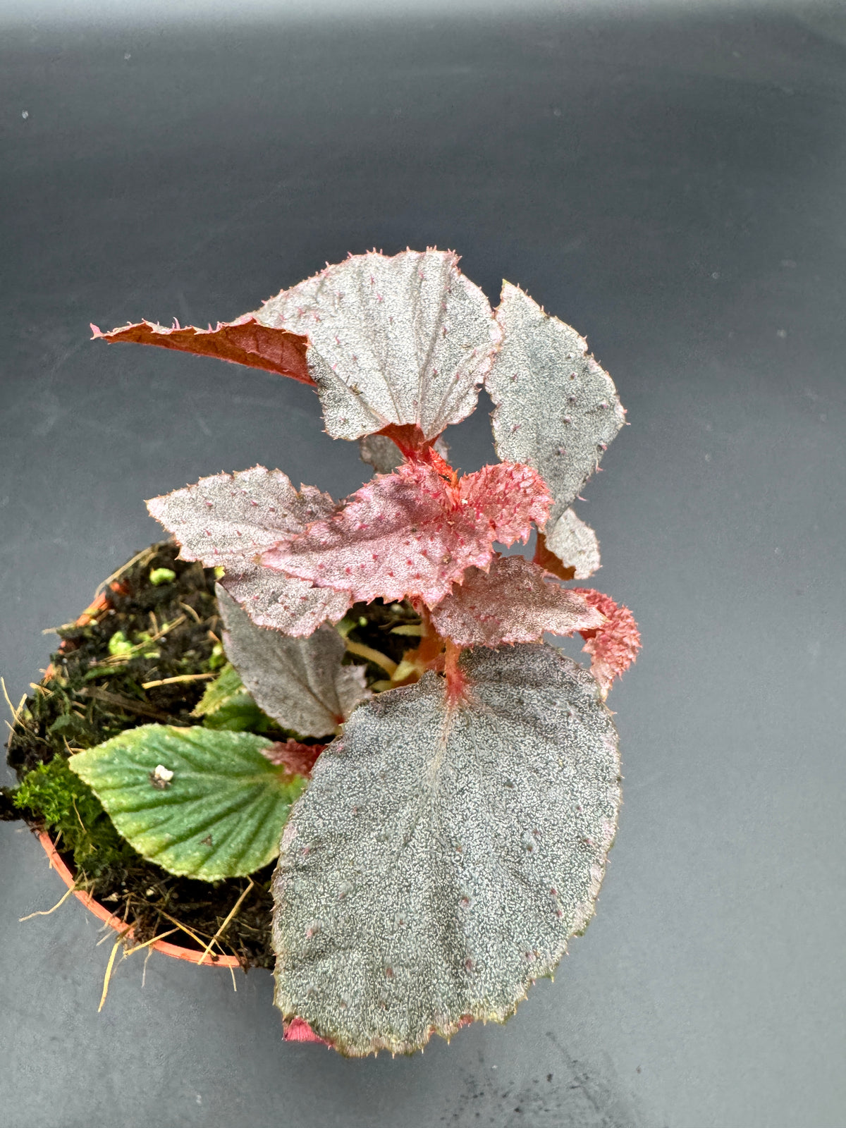 Begonia Lamriana Silver