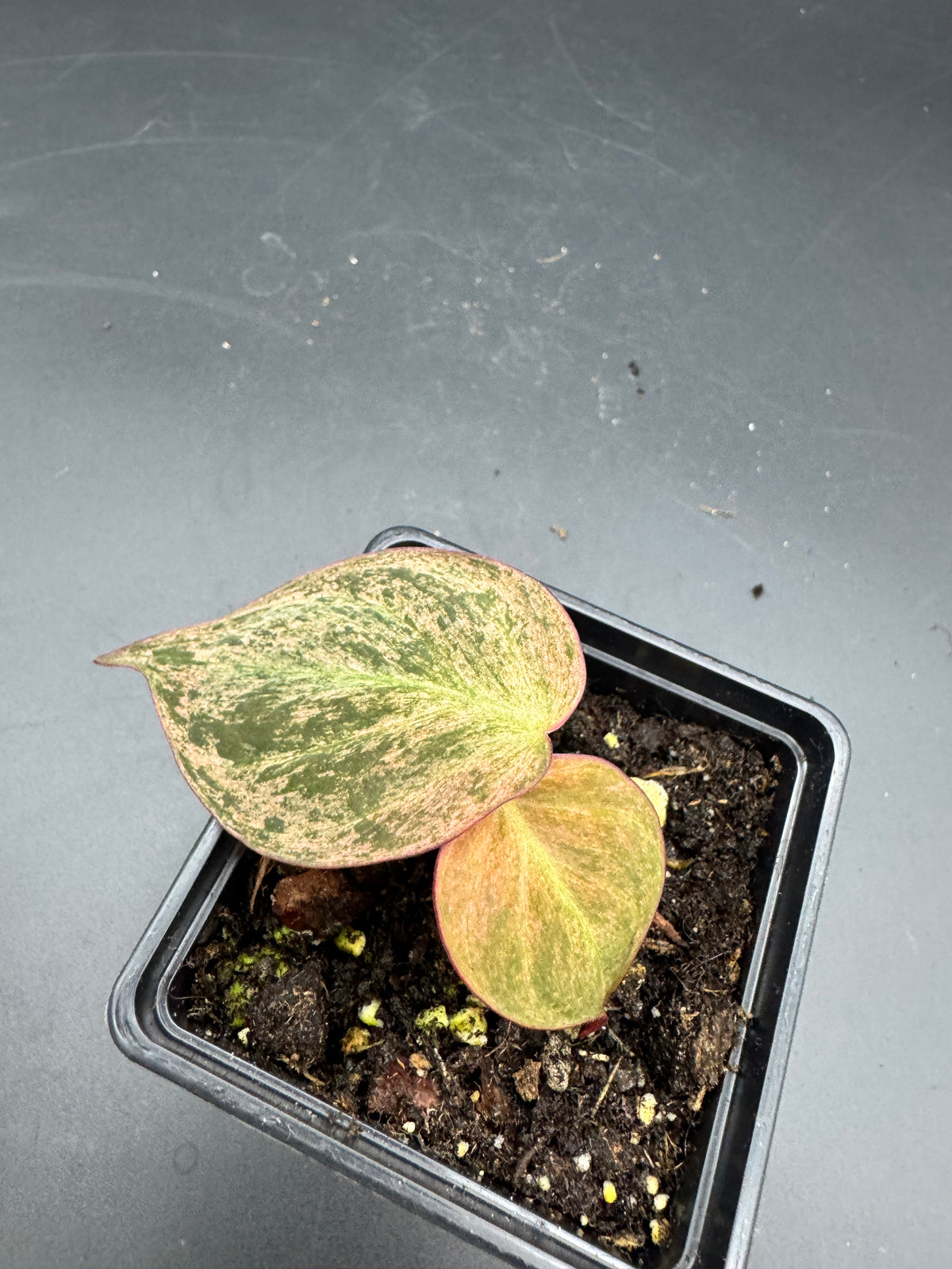 Philodendron micans pink marble variegata