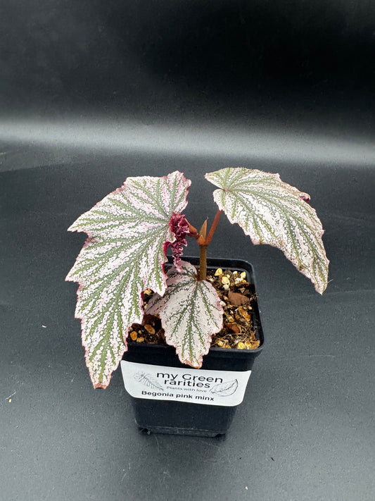 Begonia Pink minx