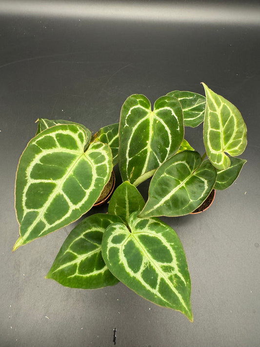 Anthurium magnificum