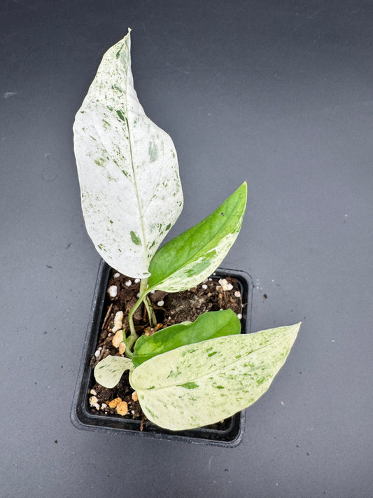 Epipremnum pinnatum cebu Blue Marble variegata