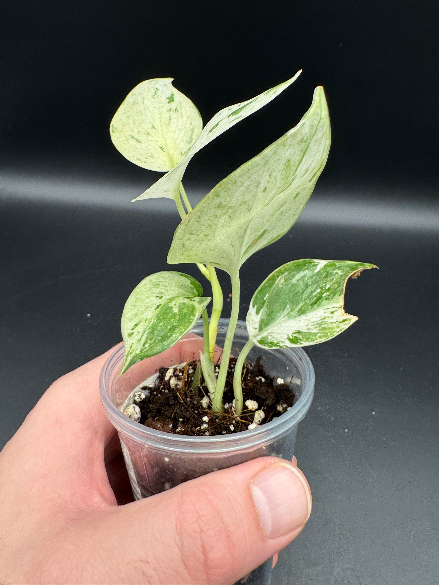 Scindapsus treubii Moonlight Marble var.