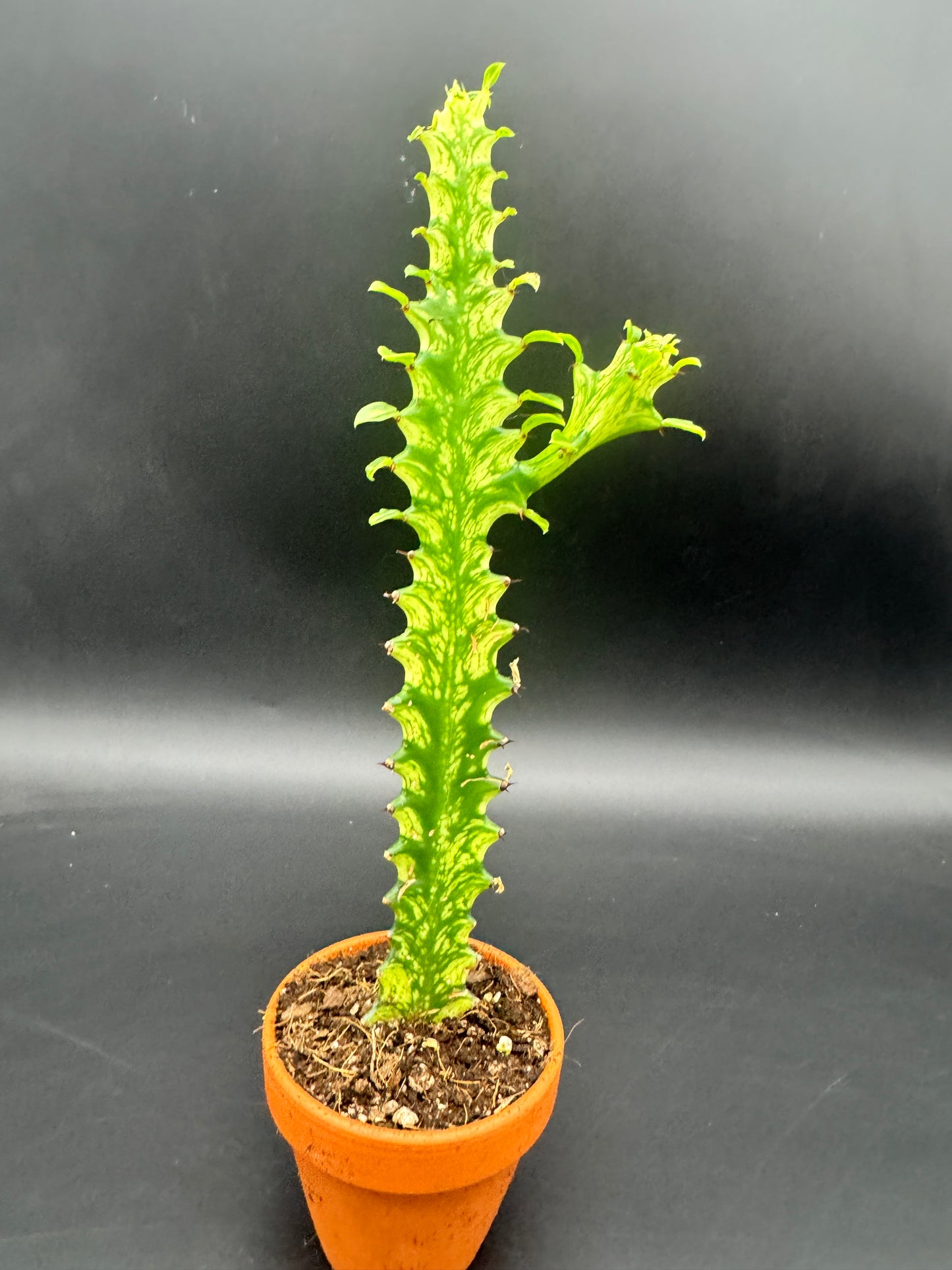 Euphorbia lactea 'Variegata'