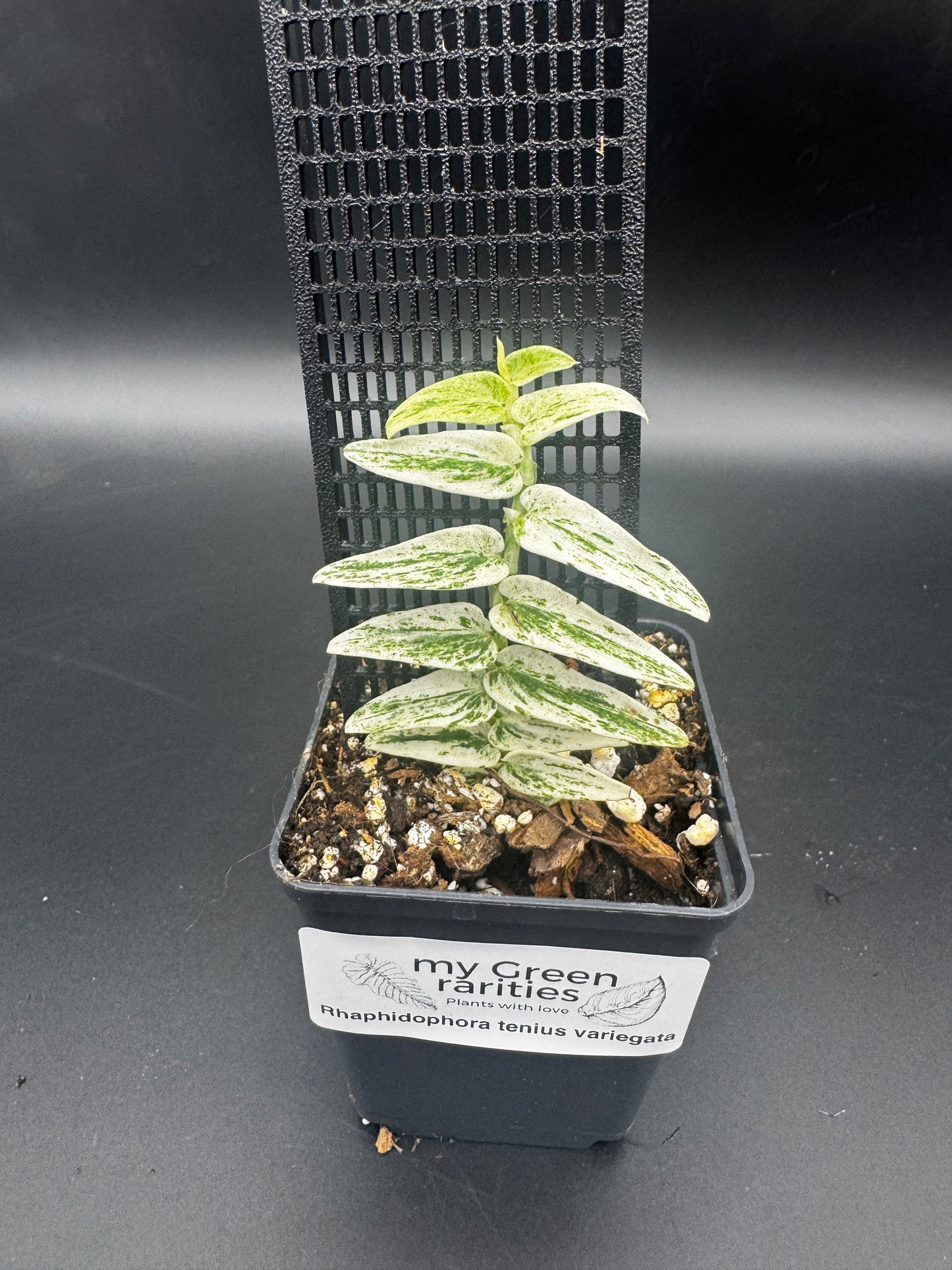 Rhaphidophora Tenuis Silver white Marble variegata