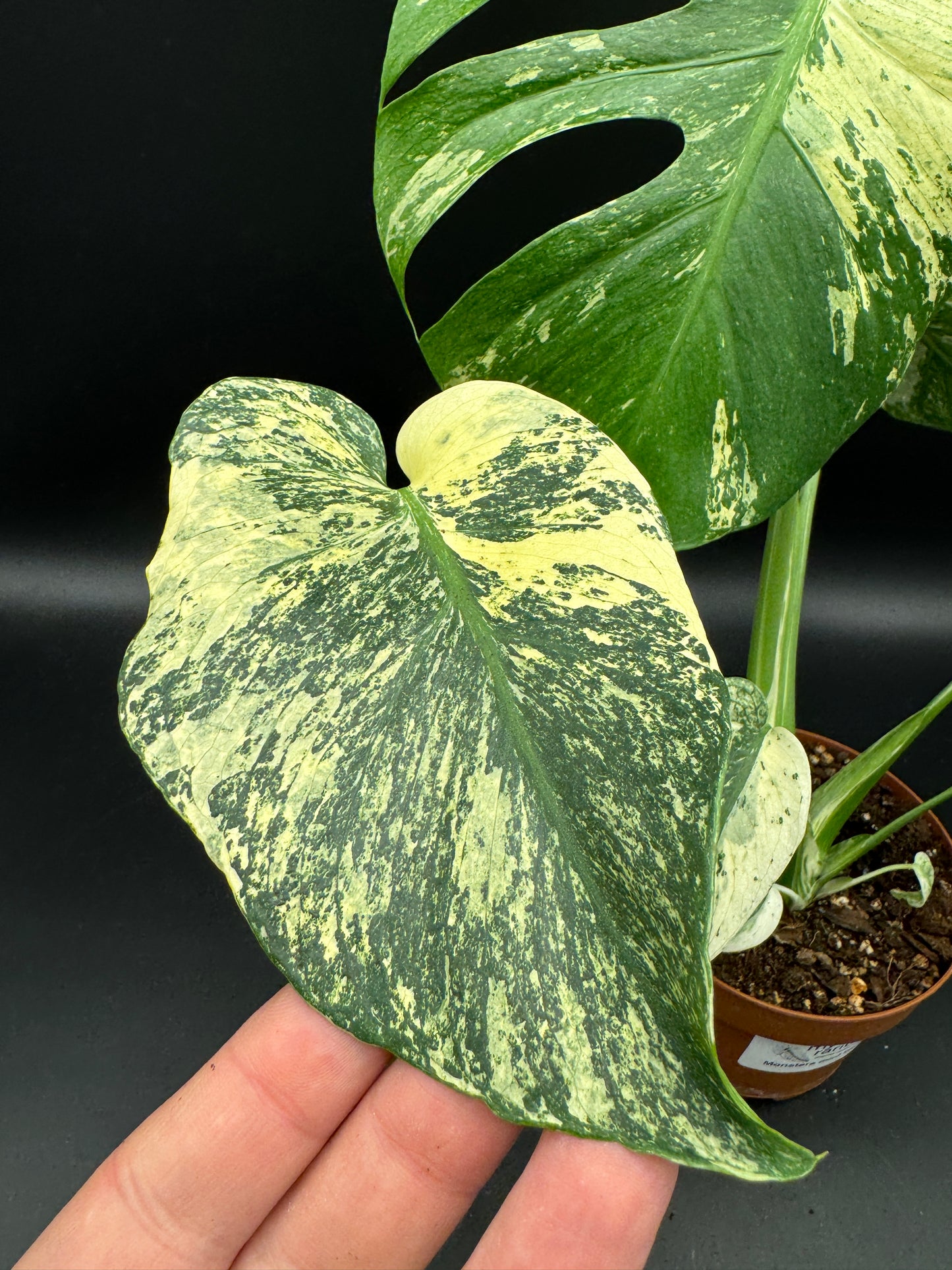 Monstera deliciosa mint variegata