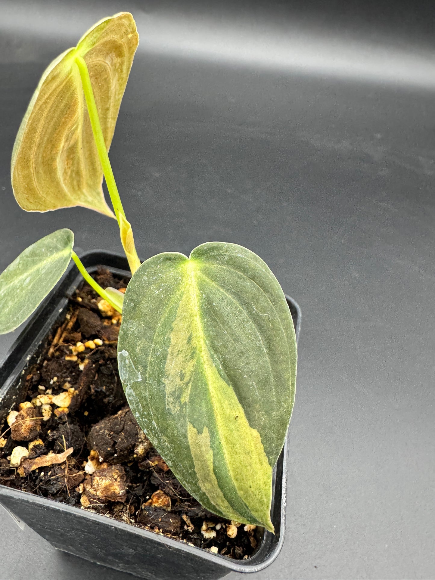 Philodendron melanochrysum variegata