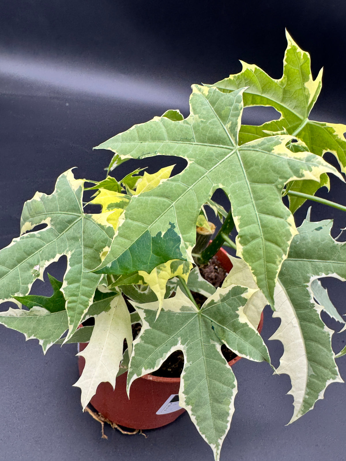 Cnidoscolus aconitifolius Variegata