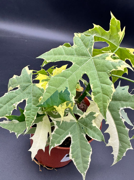 Cnidoscolus aconitifolius Variegata