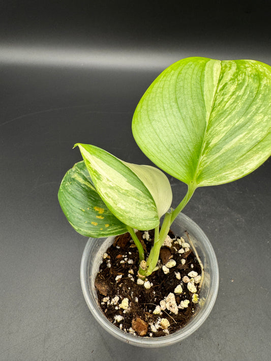 Scindapsus Rubicon
