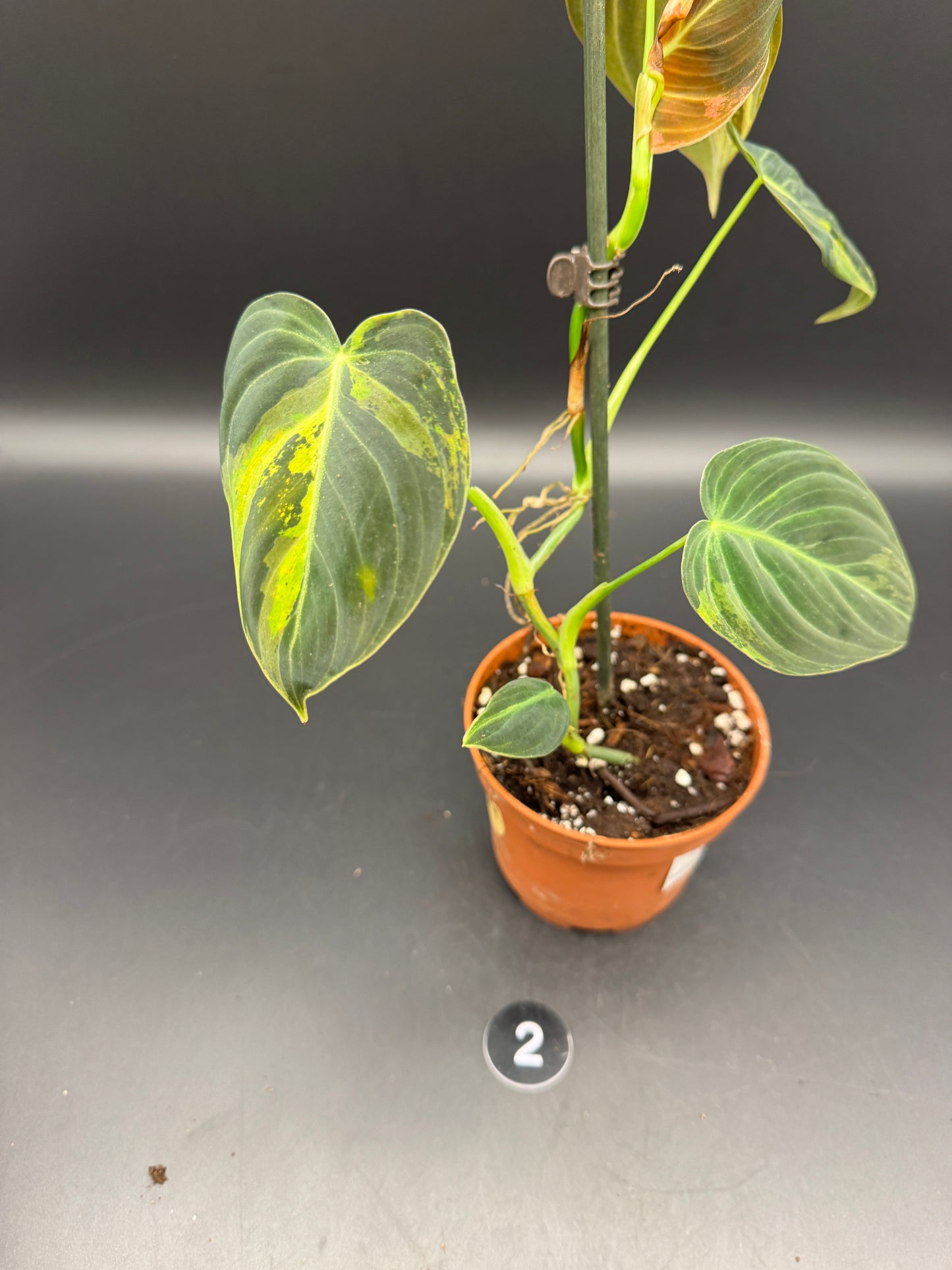 Philodendron melanochrysum variegata