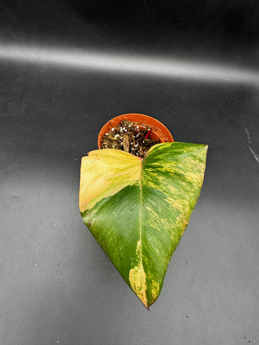 Philodendron strawberry Shake cutting angewurzelt mit Neuaustrieb