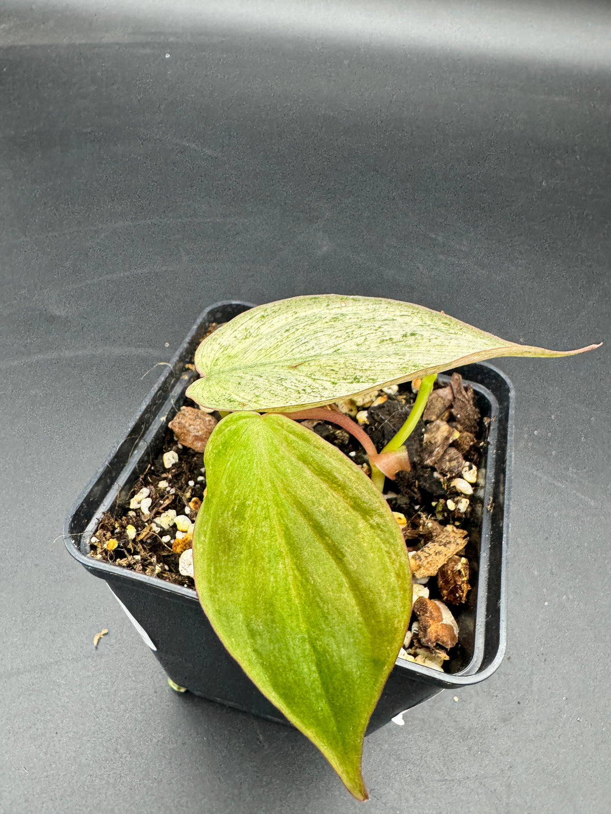 Philodendron micans pink marble variegata