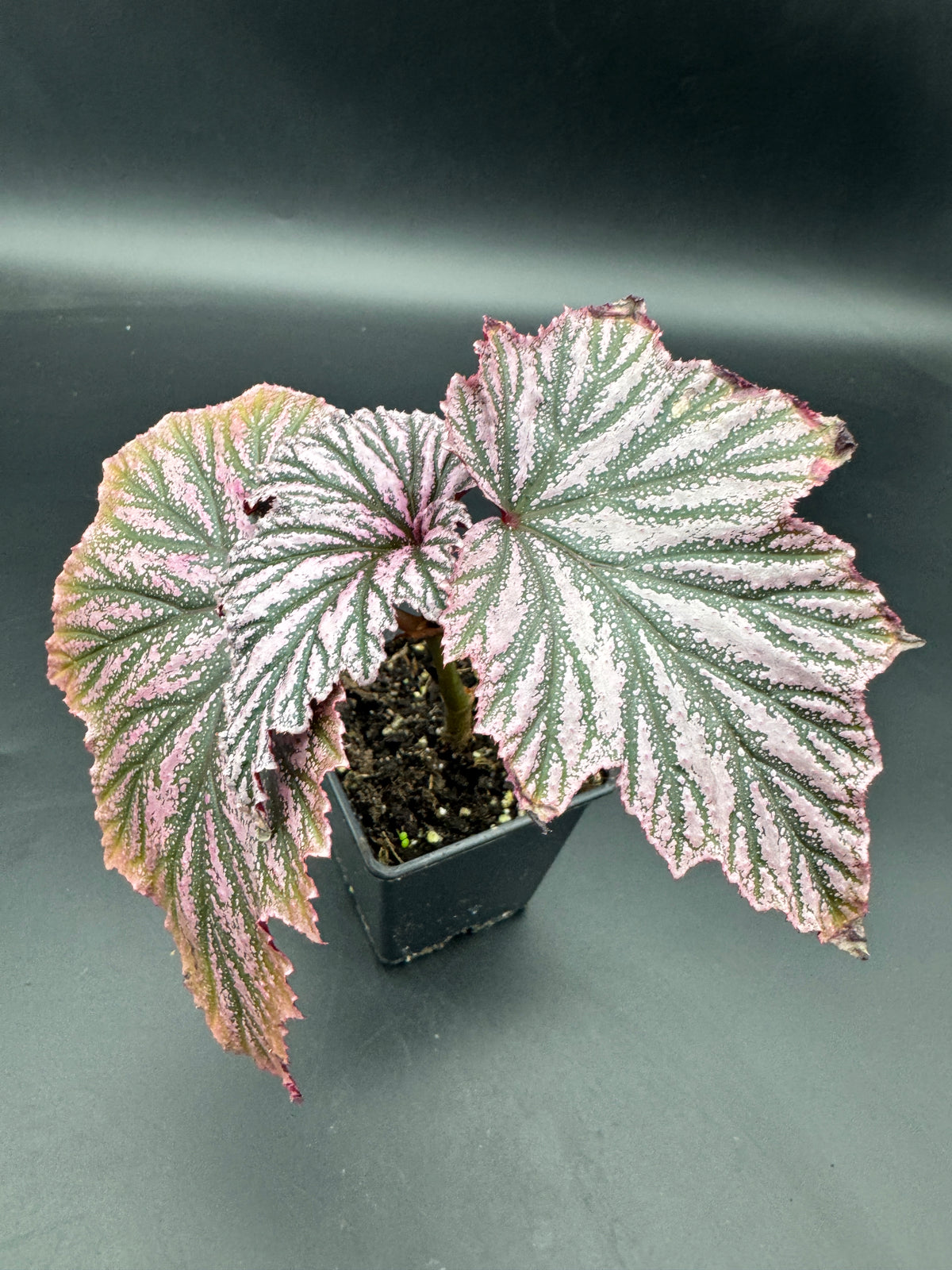 Begonia pink minx