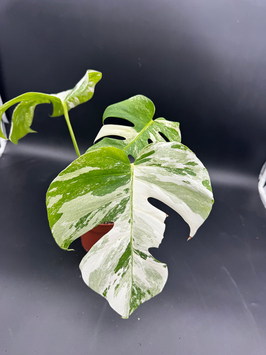 Monstera deliciosa variegata