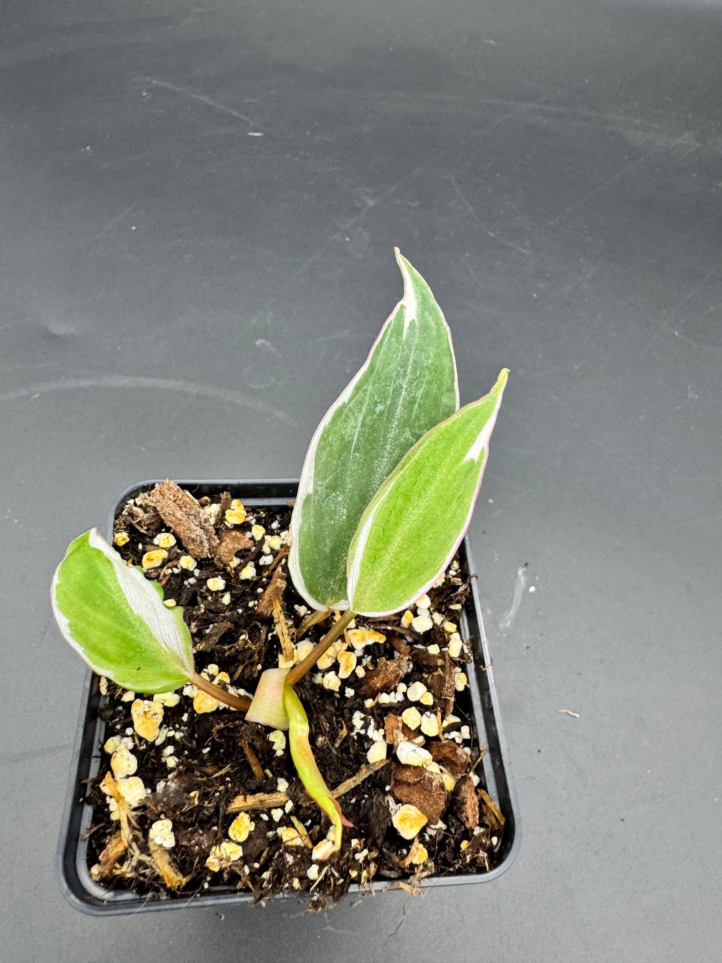 Philodendron micans velvet halo variegata