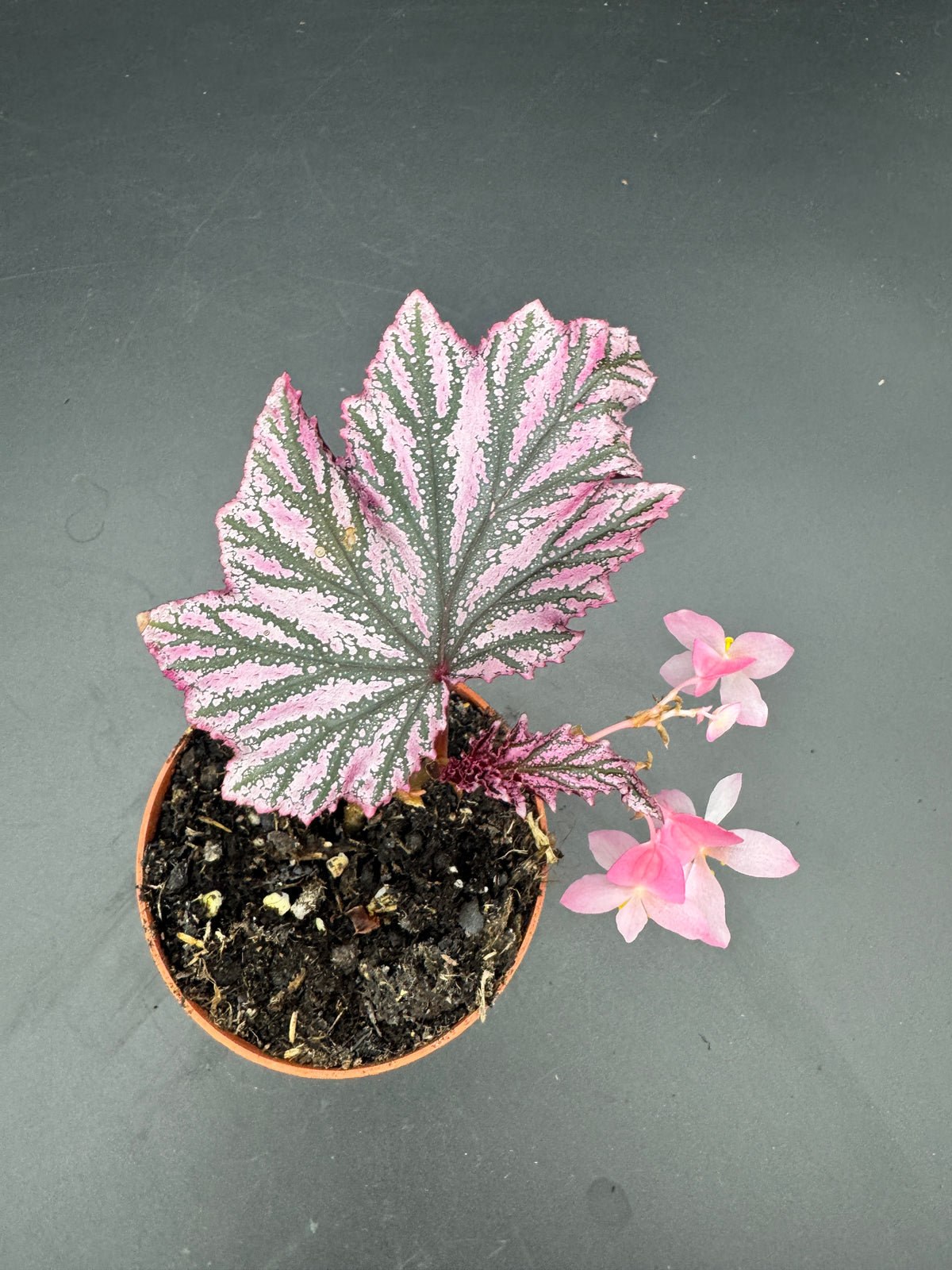 Begonia pink minx