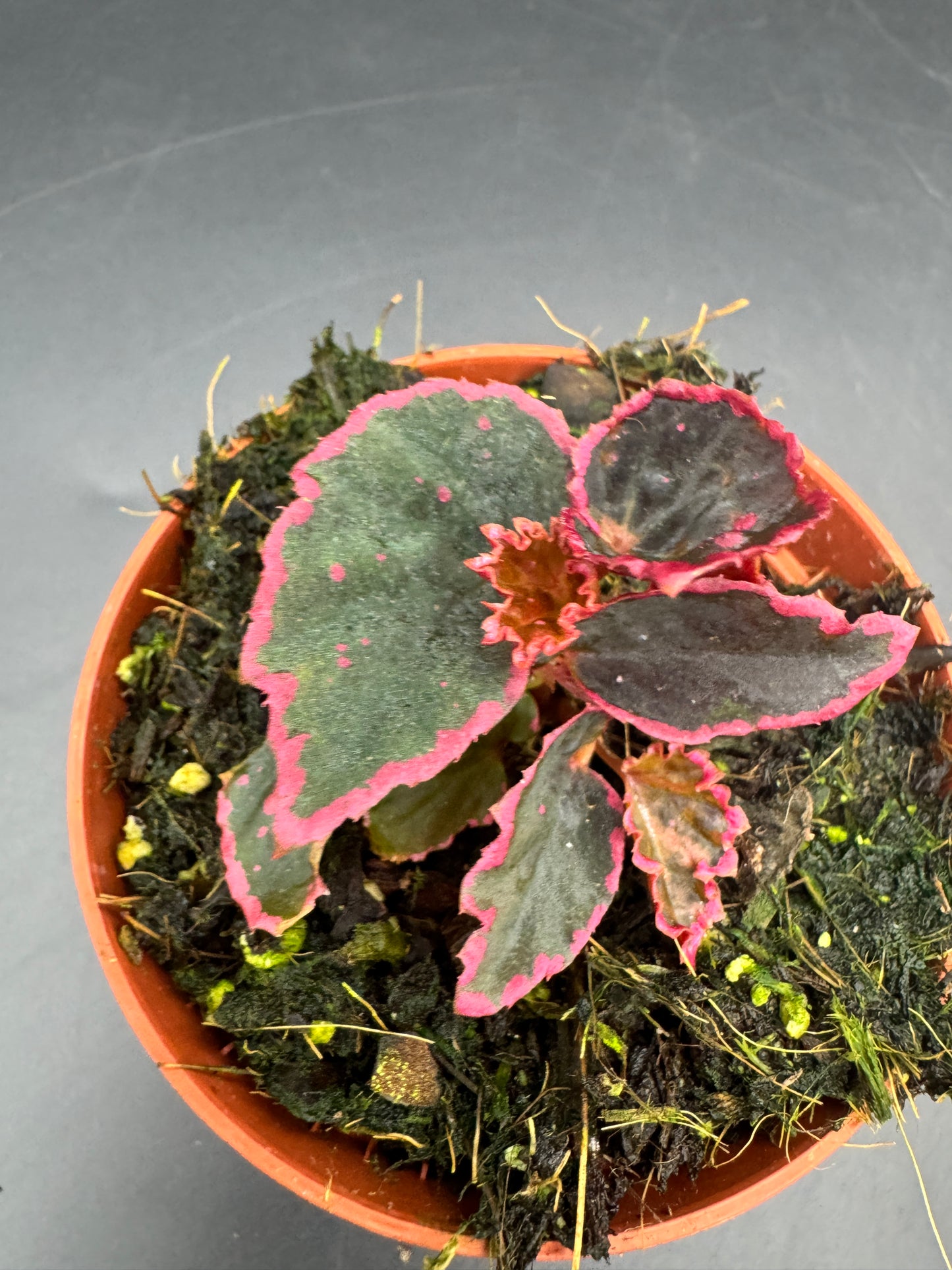 Begonia Medusa