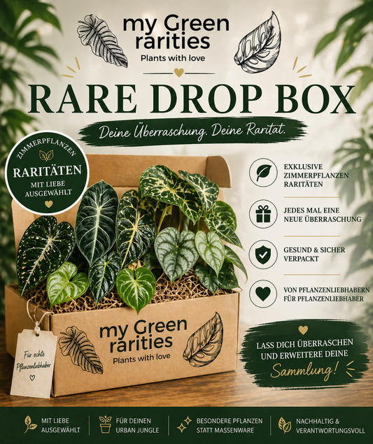 übertopf für zimmerpflanzen Der Planter - Übertopf aus Holz für Büro und Wohnzimmer