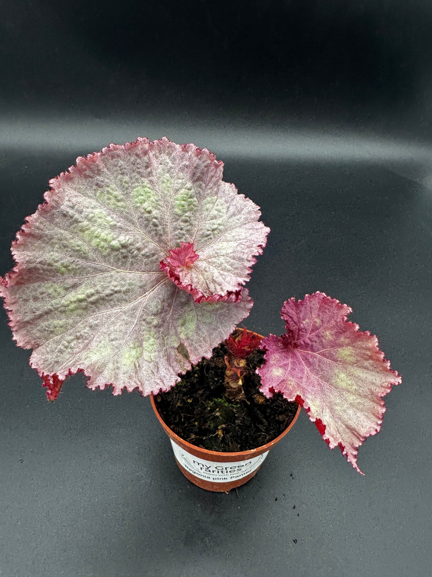 Begonia pink Panther