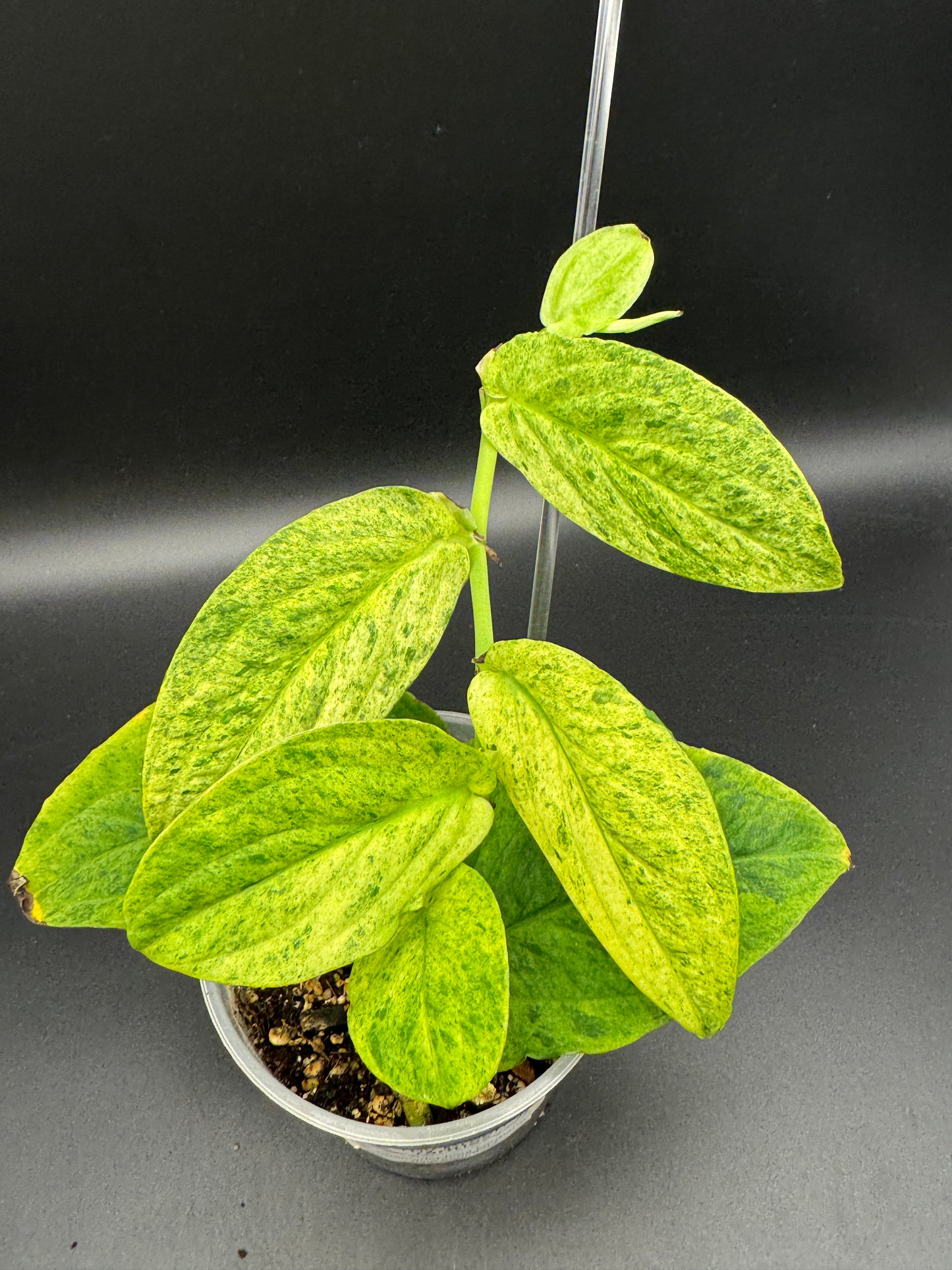Rhaphidophora Korthalsii (aurea)mint variegata
