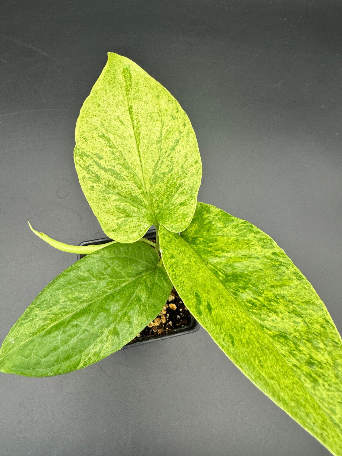 Amydrium Medium Mint variegata