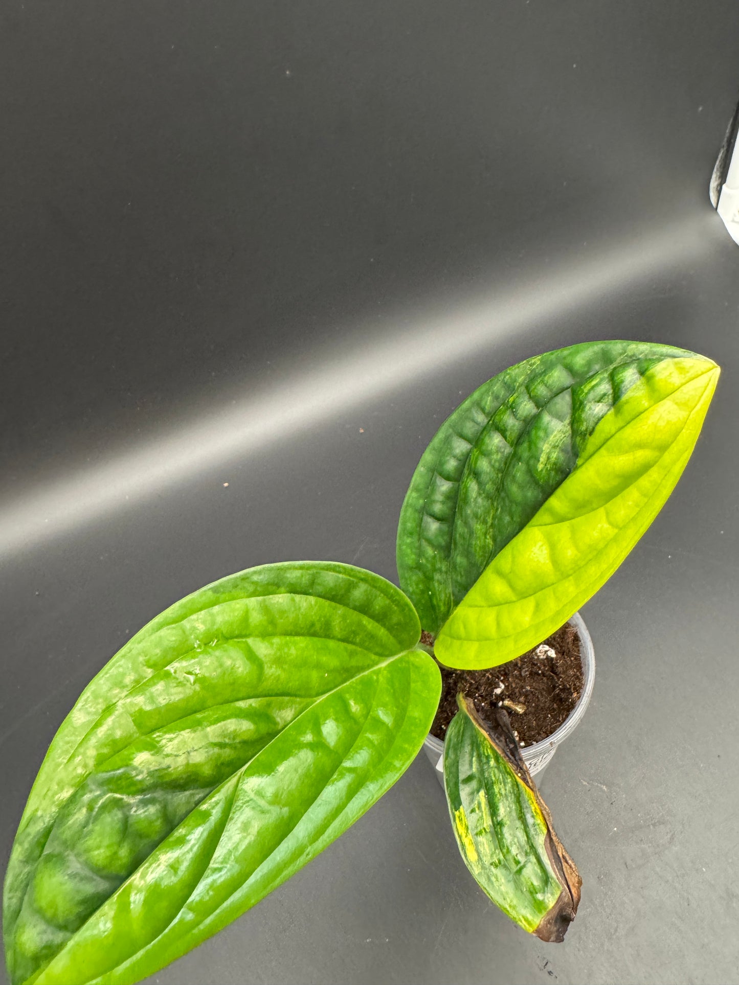 Monstera karstenanium Peru variegata