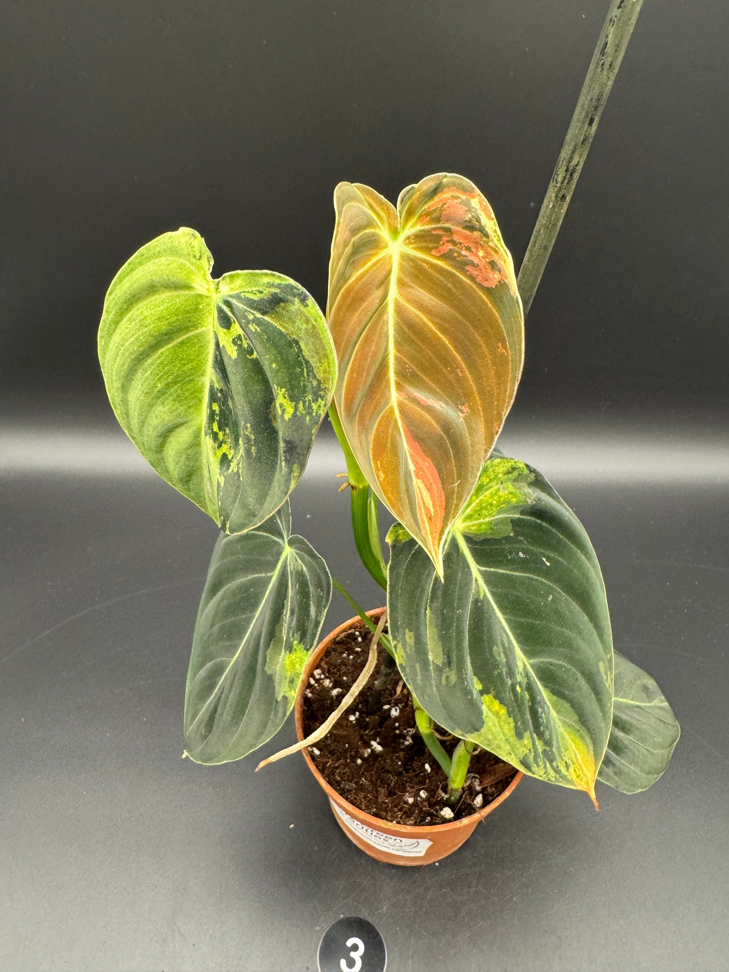 Philodendron melanochrysum variegata