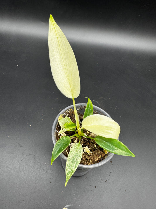 Philodendron Florida Ghost