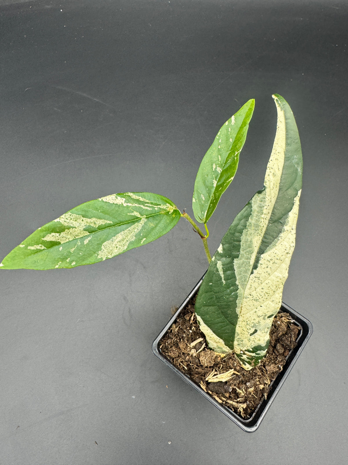 Ficus Sagittata Pink Variegata