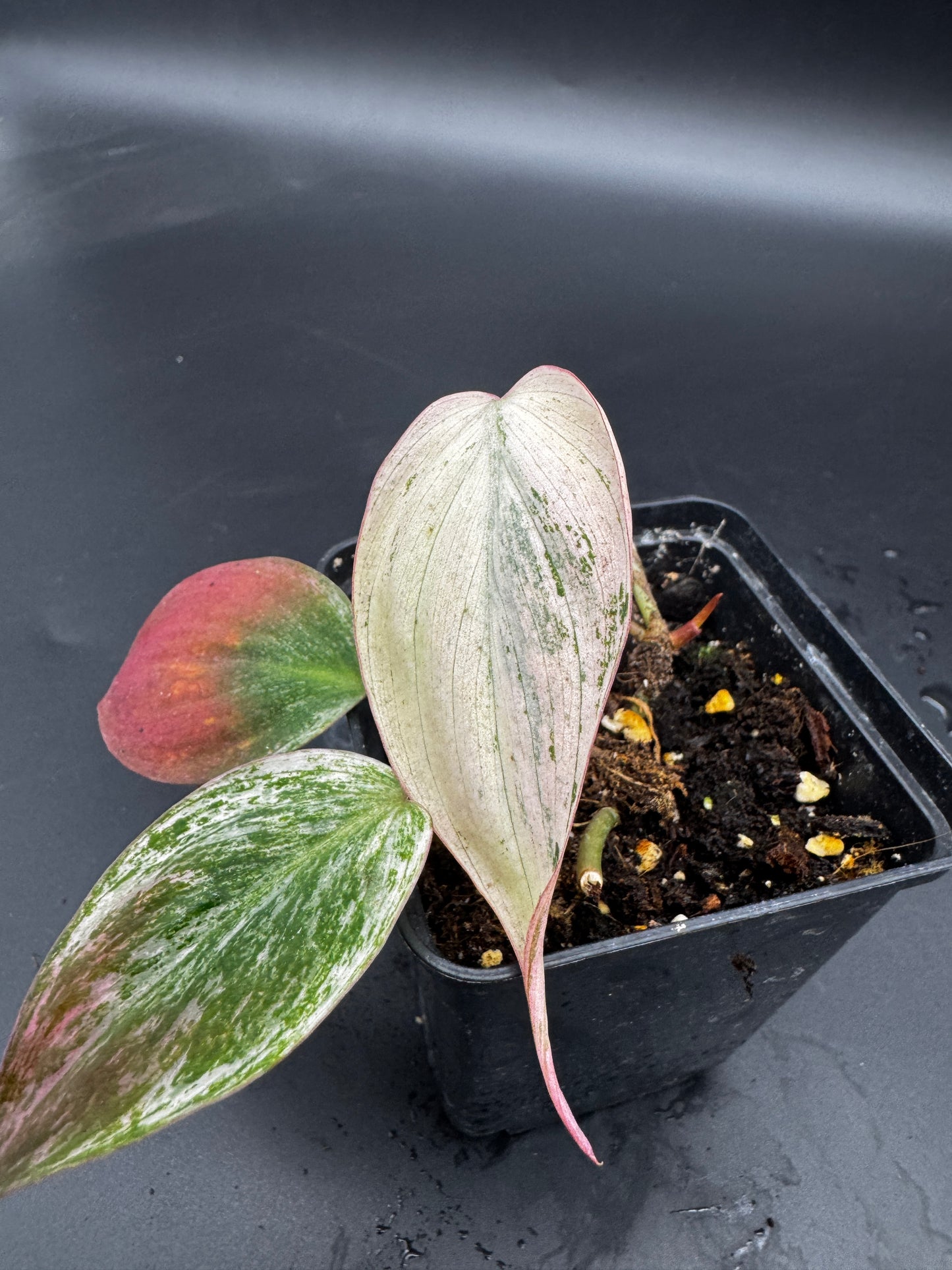 Philodendron micans pink marble variegata