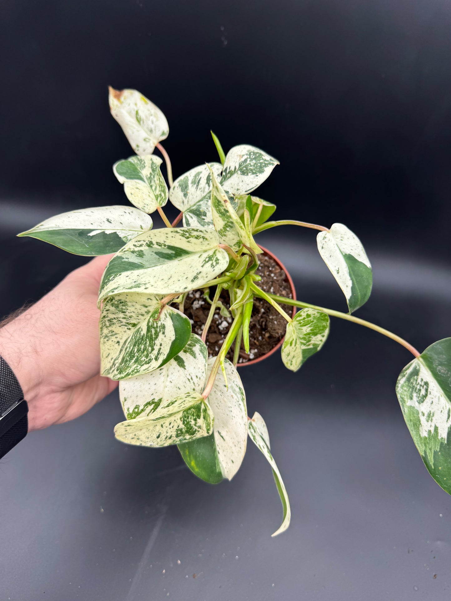 Philodendron Emerald Queen Variegata