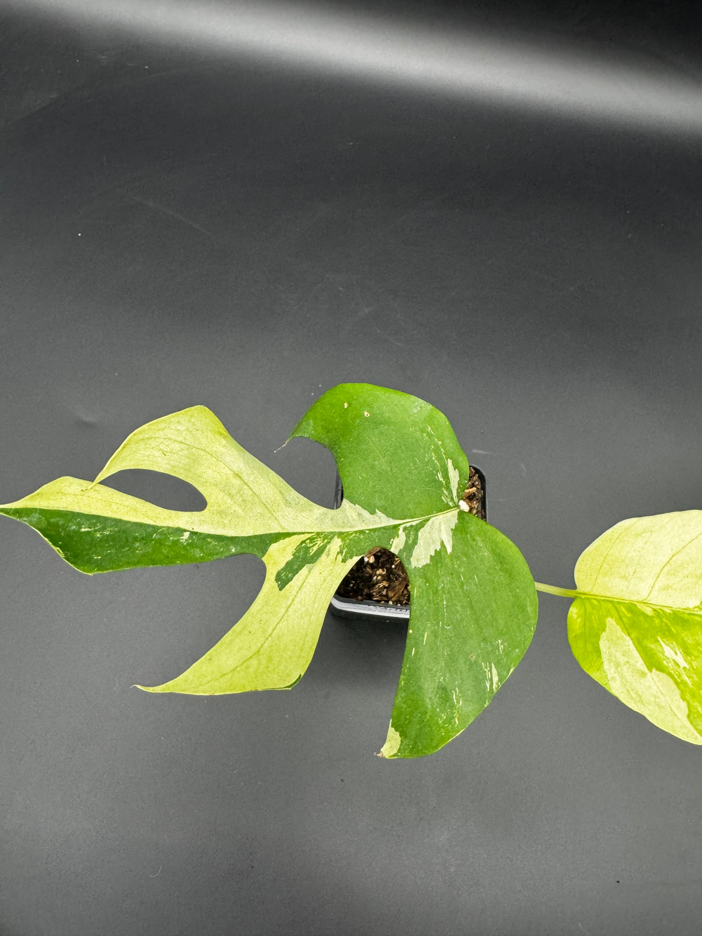 Rhaphidophora tetrasperma variegata