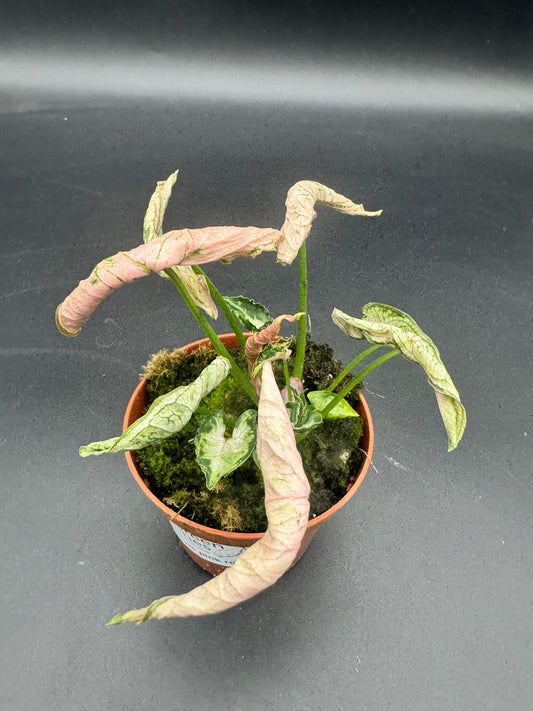 Syngonium pink rolli