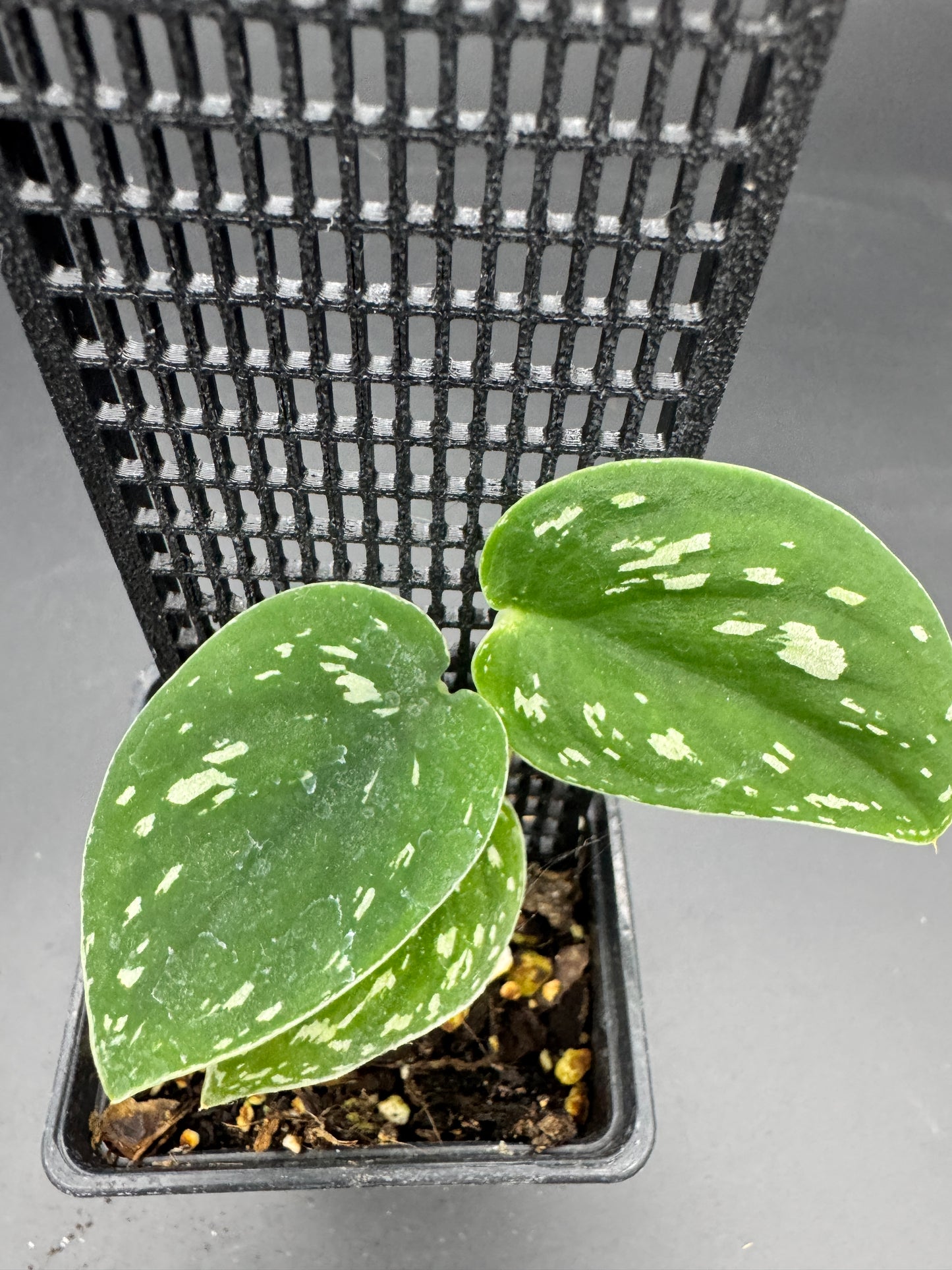 Scindapsus Dark Tricolor