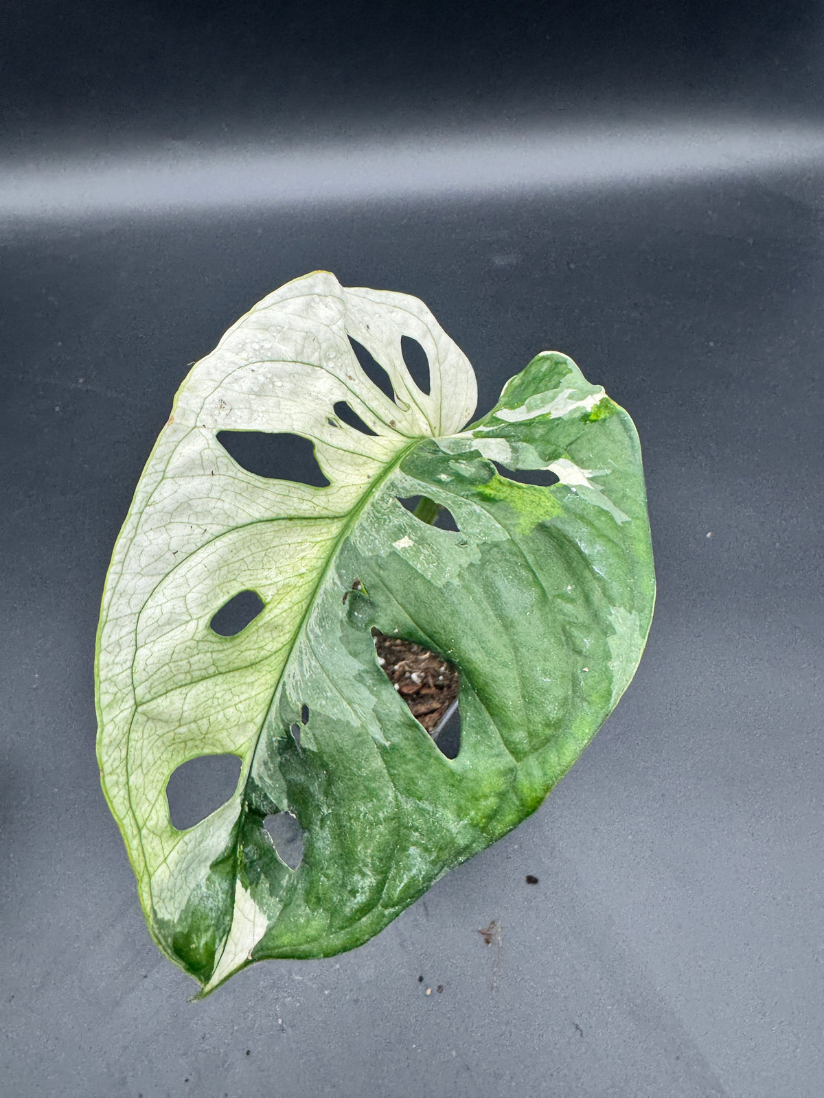 Monstera Adansonii Albo variegata