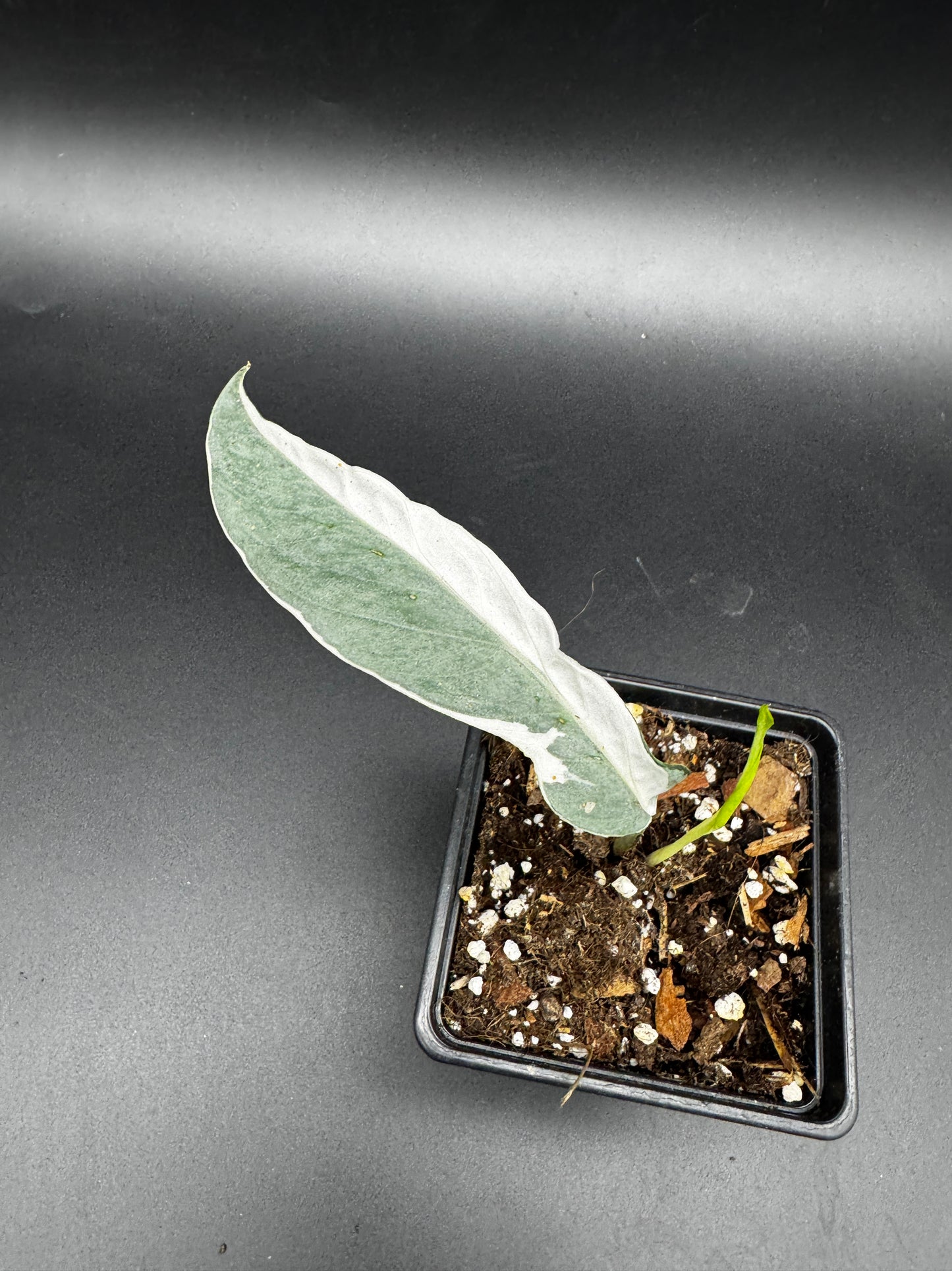 Epipremnum pinnatum Ghostie