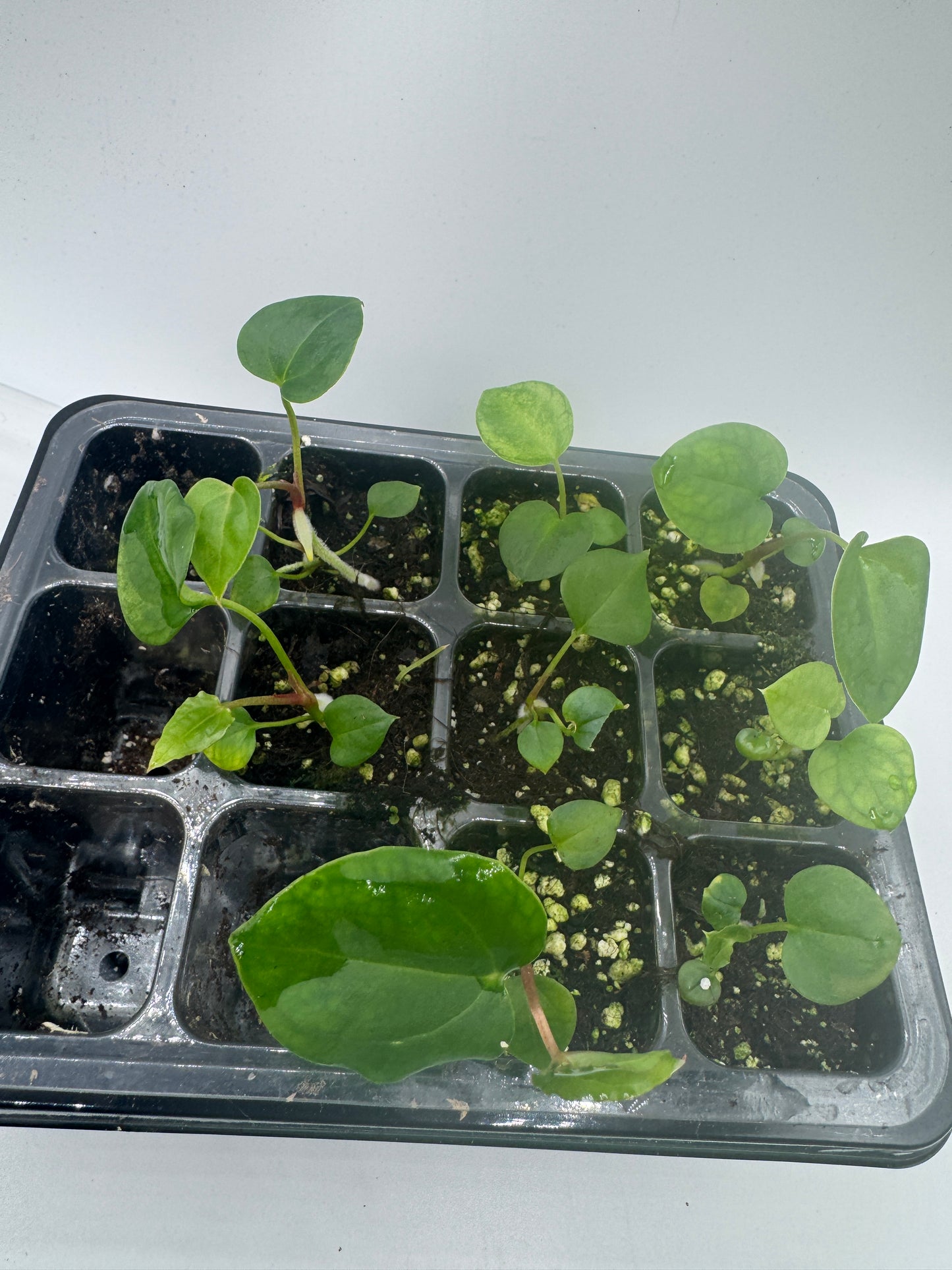 Ace of spades dfxgf X Blue Papi (1 Pflanze)