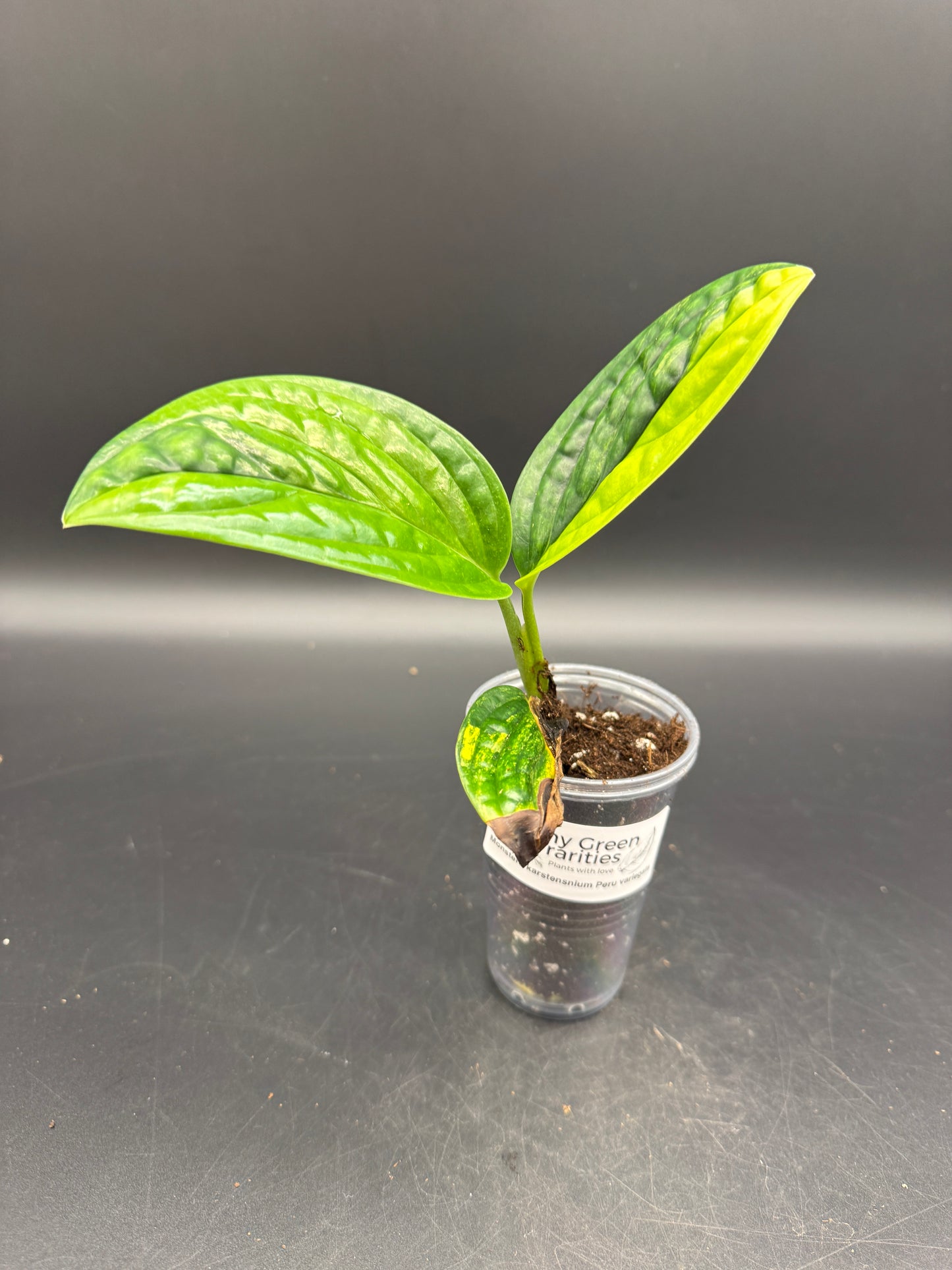 Monstera karstenanium Peru variegata