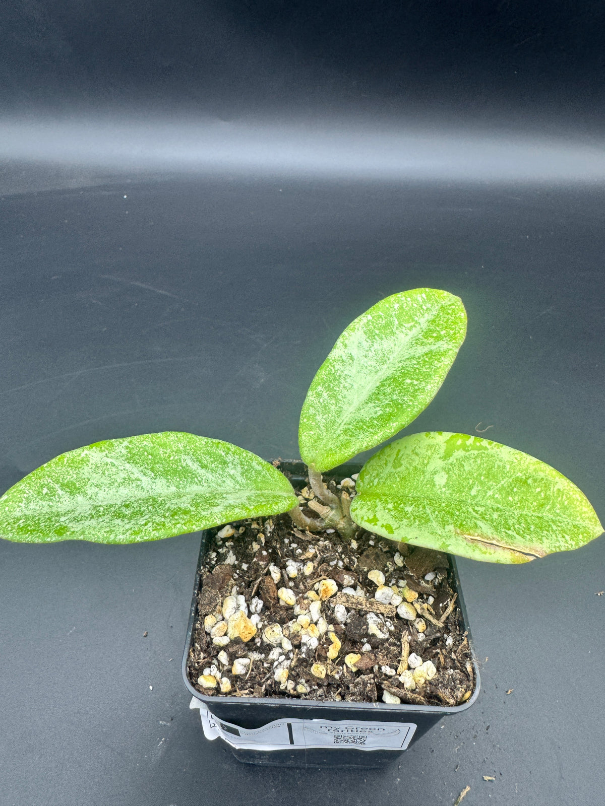 Hoya carnosa Nova Ghost